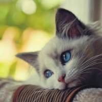 Avatar Võ Hoàng Yến